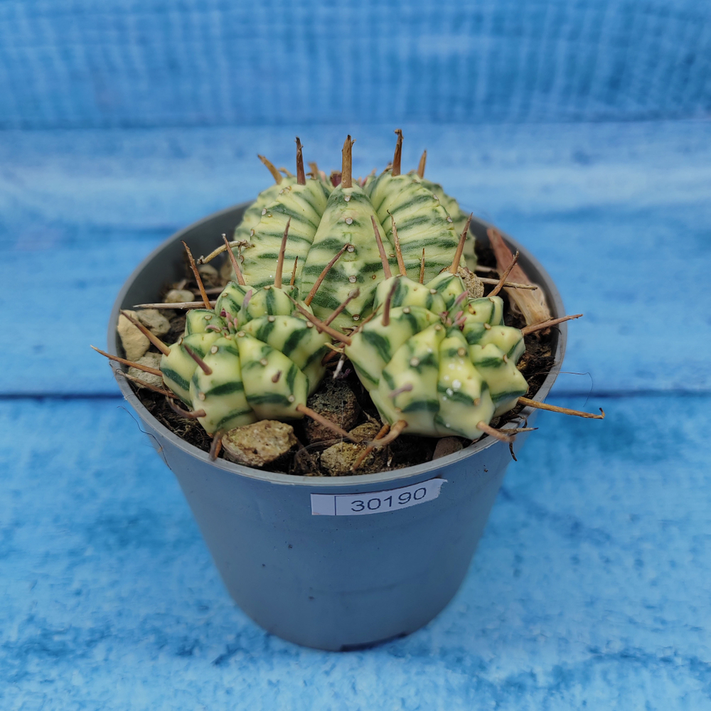 Euphorbia meloformis f. Variegated (Эуфорбия вариегатная)