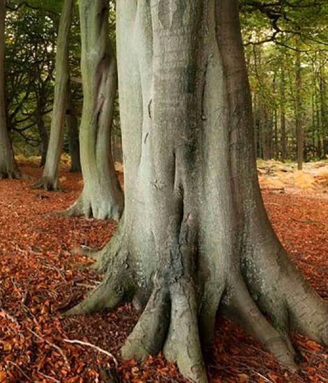 Ароматический диффузор Янтарная ель, Bago home