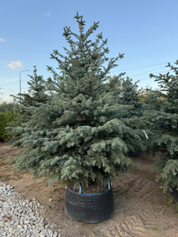 Ель колючая Glauca (Глаука)