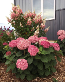 Гортензия древовидная Белла Рагацца Муветта С3 фирменный Закупка М38