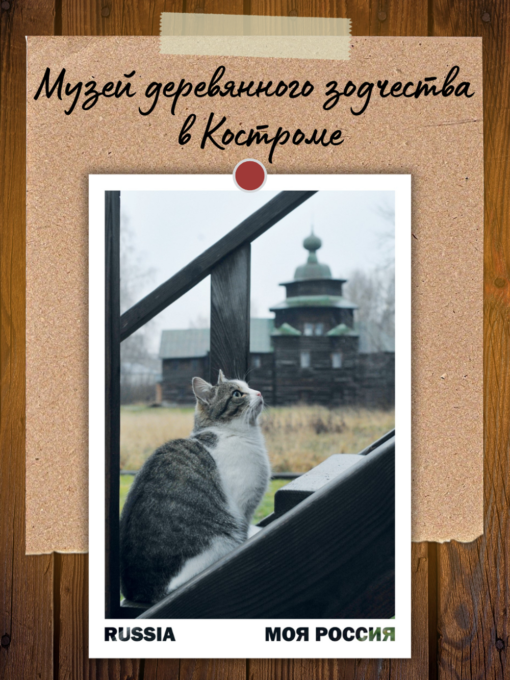 Моя Россия. Коты