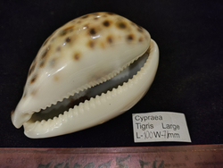 Ципрея Тигрис "90-103 мм"