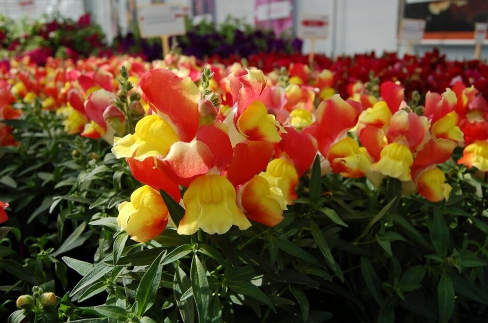 Львиный зев Снэппи Оранж энд Еллоу (50шт) Витагрин Профи