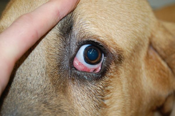 Аденома третьего века у животных