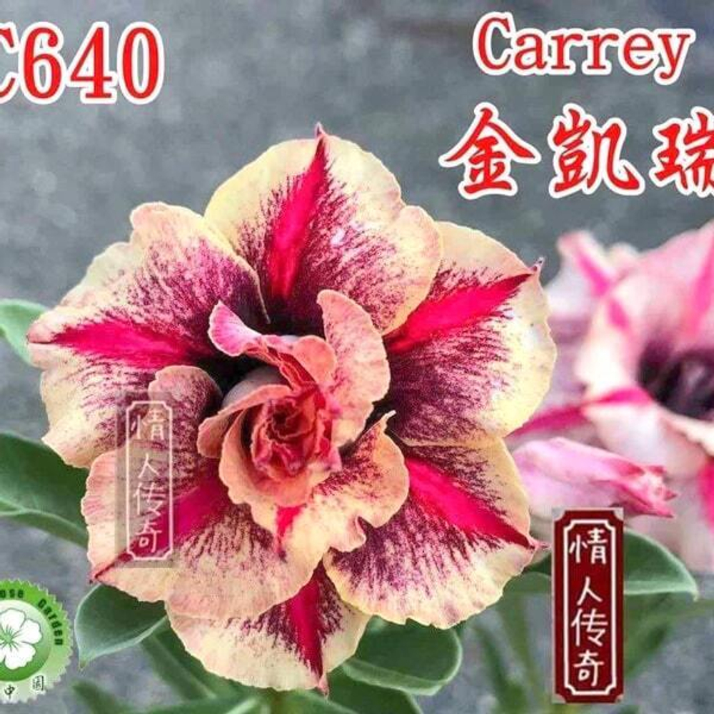 Адениум CARREY