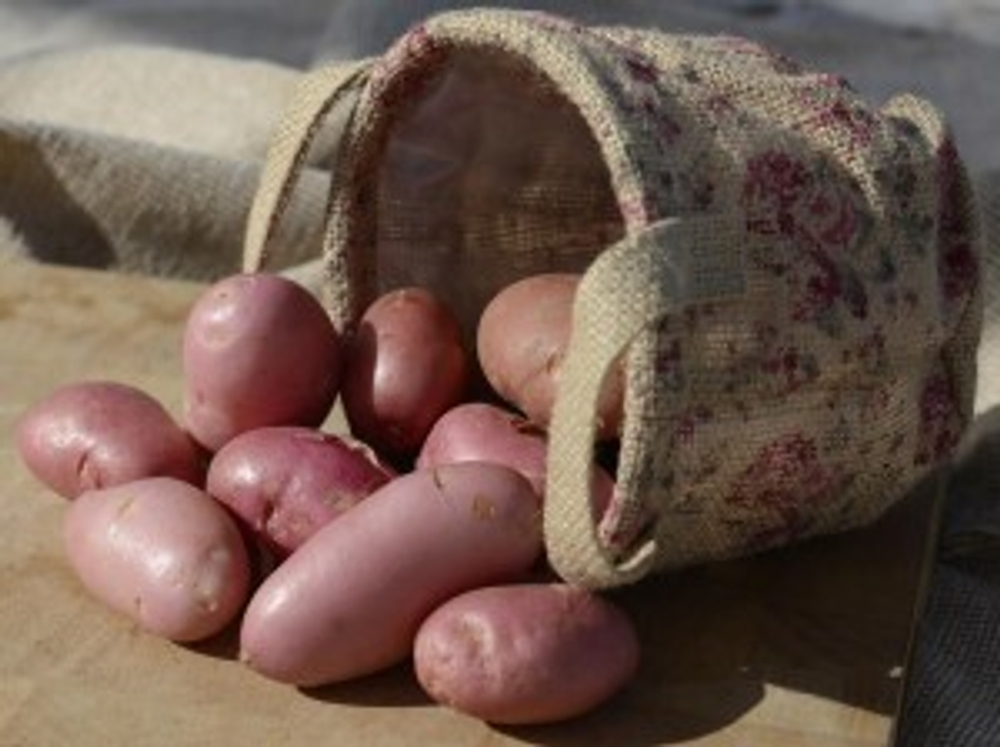 Картофель семенной Сарпо Уна, Sarpo Una комплект из 10 клубней