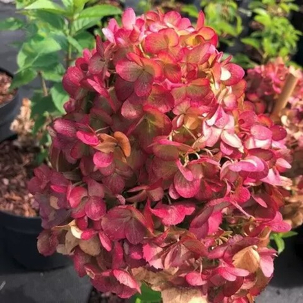 Гортензия "Petit Cherry"