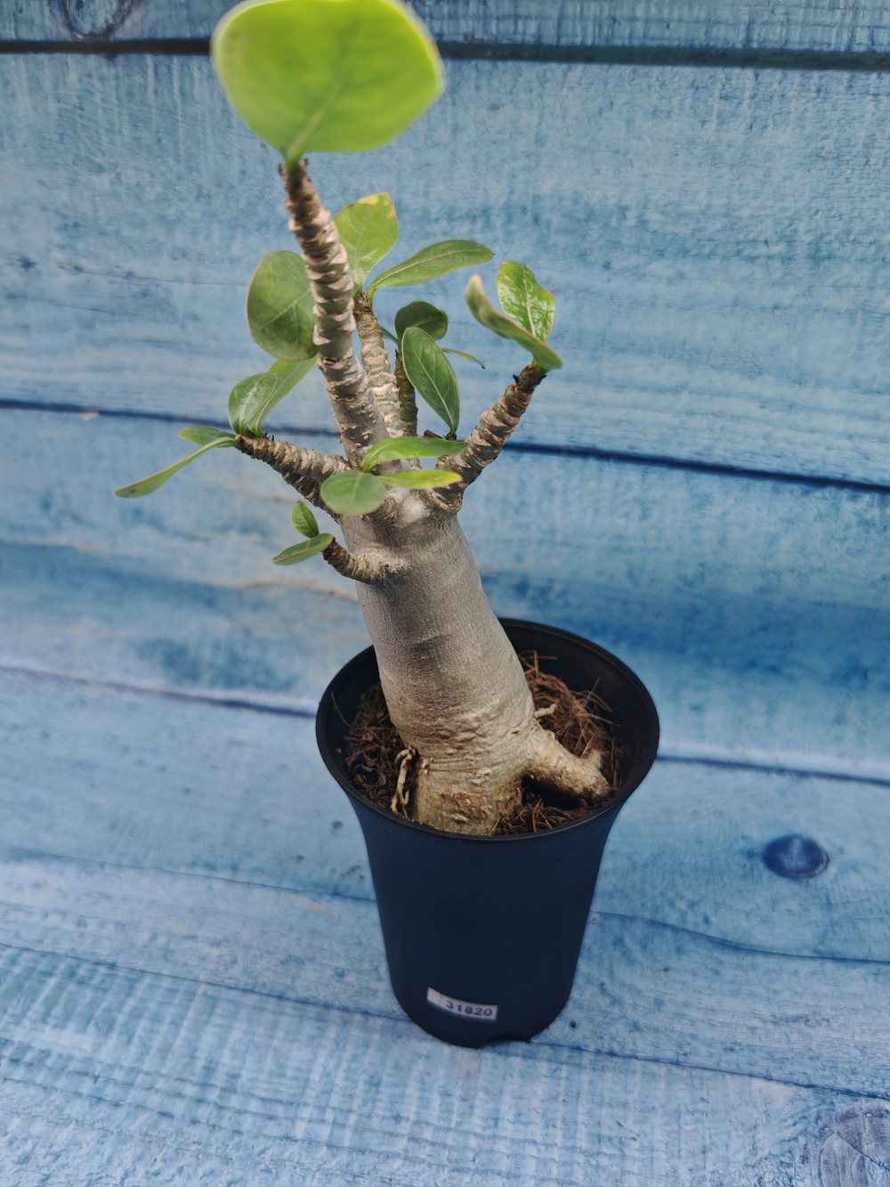 Adenium Baobab (Адениум)
