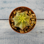 Euphorbia meloformis f. Variegated (Эуфорбия вариегатная)