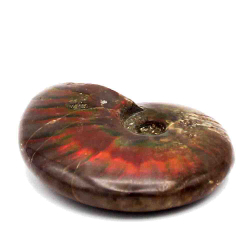 Аммонит с аммолитом 60.7