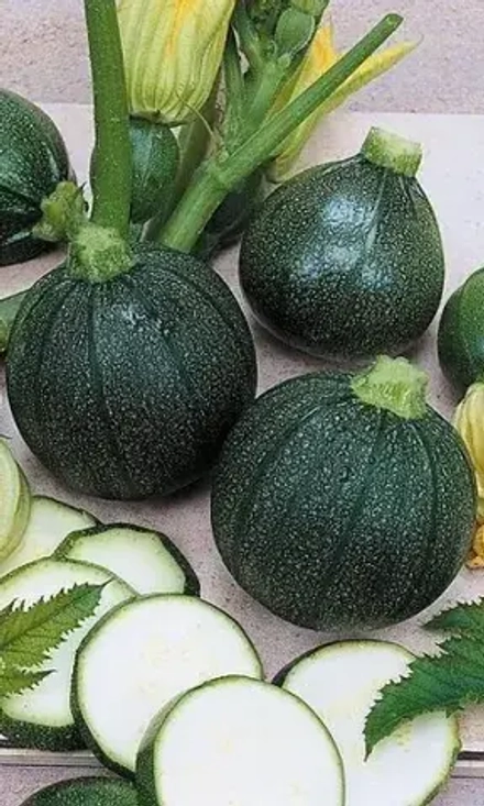 Кабачок Горшочек 10шт цуккини УрДачник