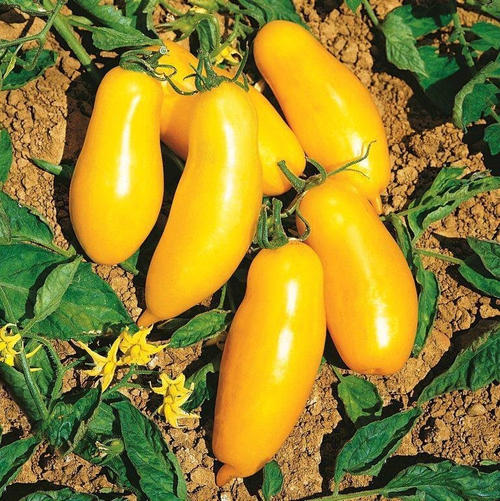 Помидоры Римская Свеча - Roman Candle Tomato