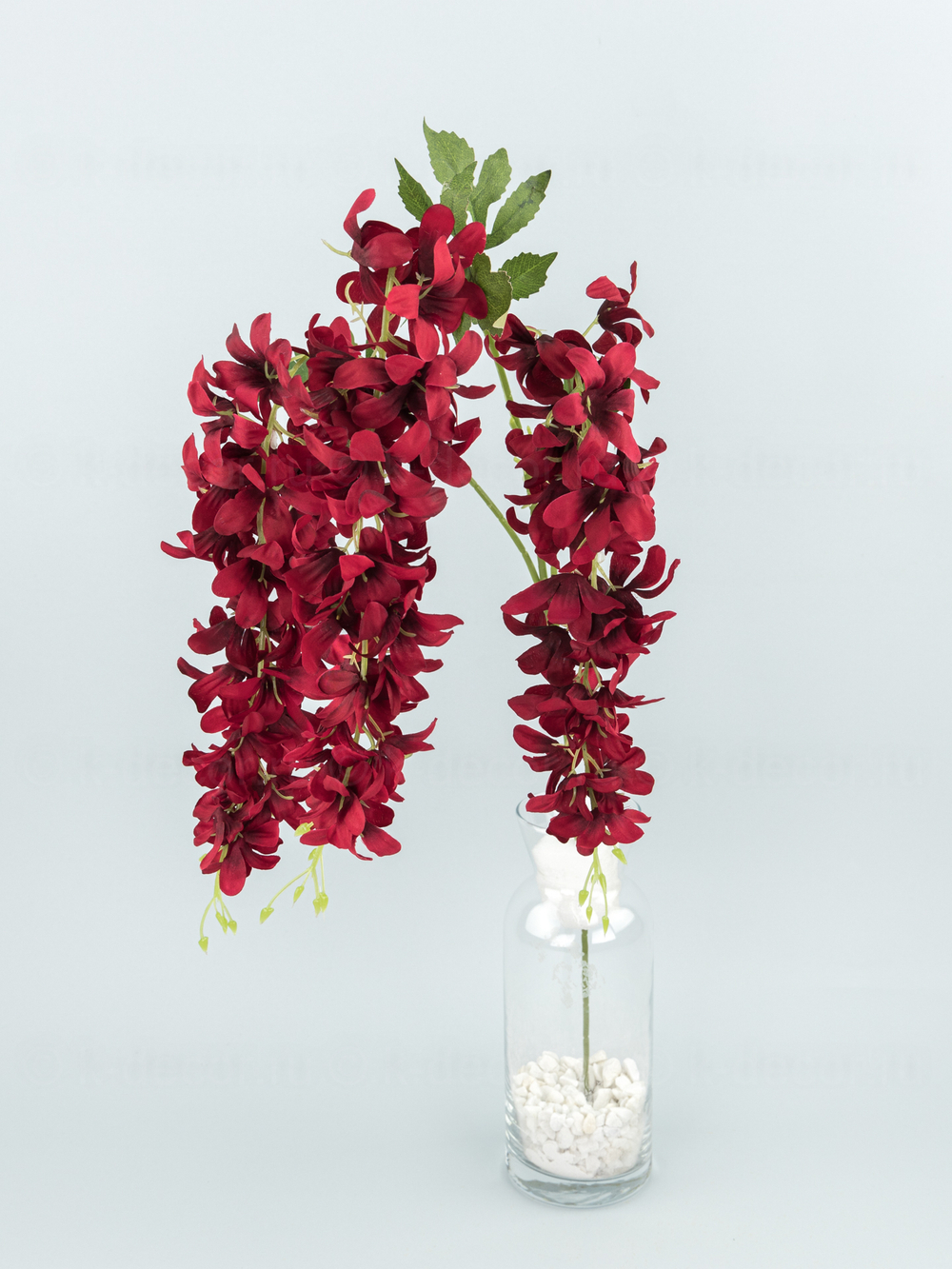 Глициния ампельная Маркиза