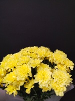 Моно букет из жёлтой хризантемы