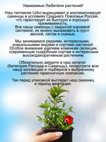 Монарда Би Брайт Садовый бергамот