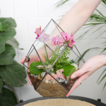 Готовый флорариум с орхидеей Грация