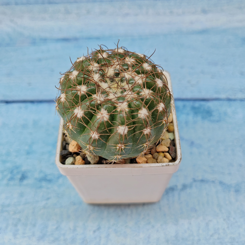 Notocactus Uebelmannianus (Нотокактус)