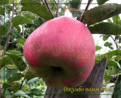Яблоня Джумбо Помм "Яблоко-Слоненок" (Jumbo Pomme)