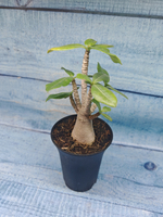 Adenium Baobab (Адениум)