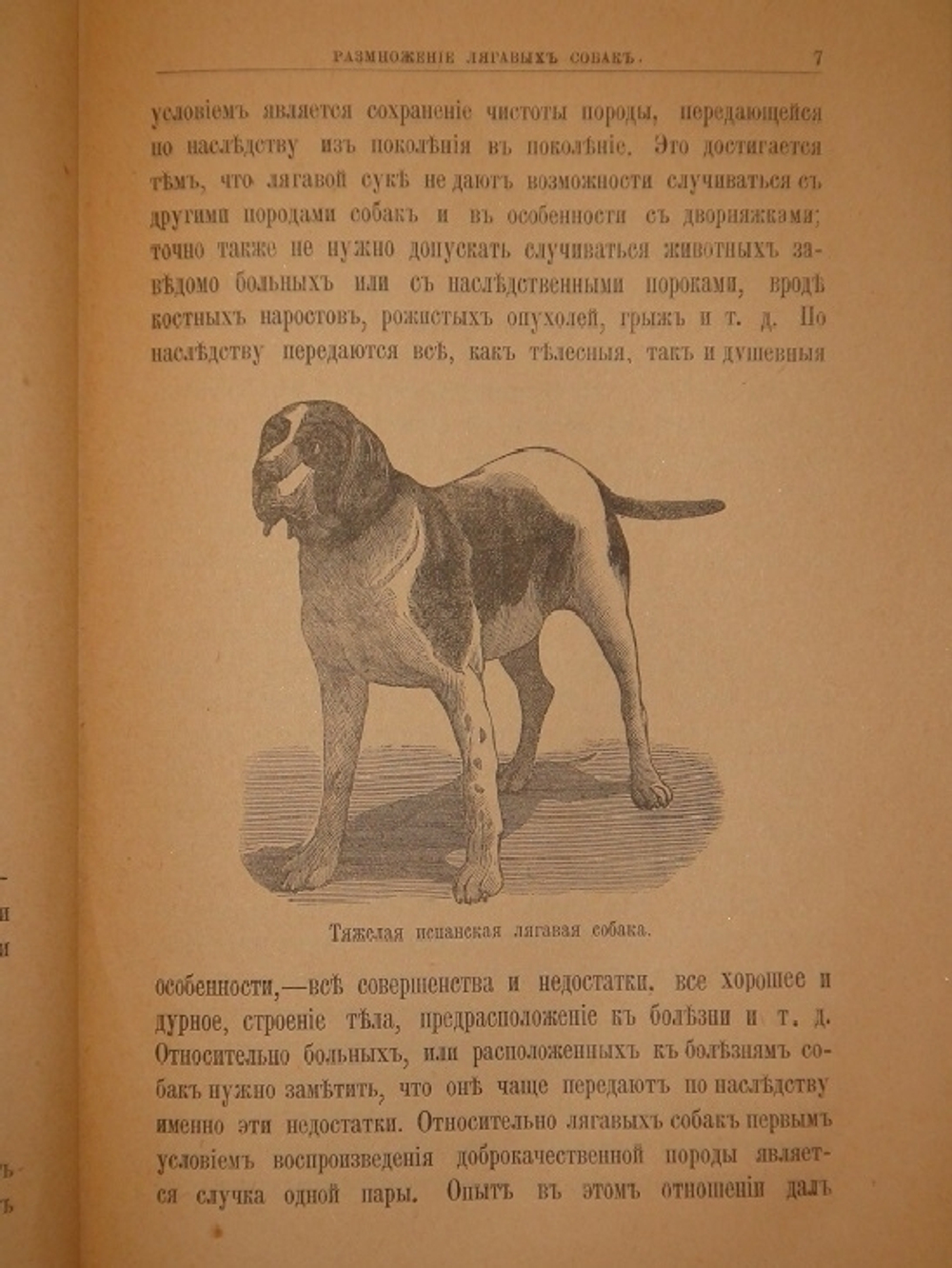 "Лягавая собака. Руководство по уходу за лягавой собакой". Фридрих Освальд. 1901г.