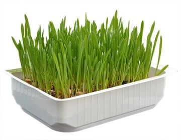 Трава пшеница пророщенная для животных в лотке Макси 1 шт