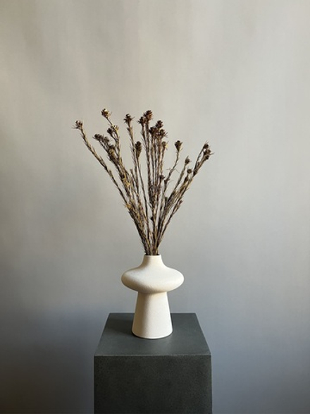 Леукадендрон хаки