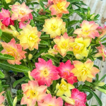 Адениум PHOENIX