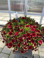 ЕВРО Петуния Surfinia Burgundy Yellow Picotee укорененный черенок ОКС март Koh