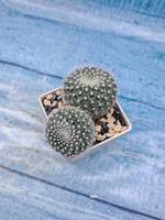 Notocactus Haselbergii (Нотокактус)