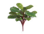 Калатея Розеопикта Грин куст зелёный с бело-розовым в-42 см, д-40 см (Sensitive Botanic) 6/72 20.1165GRV