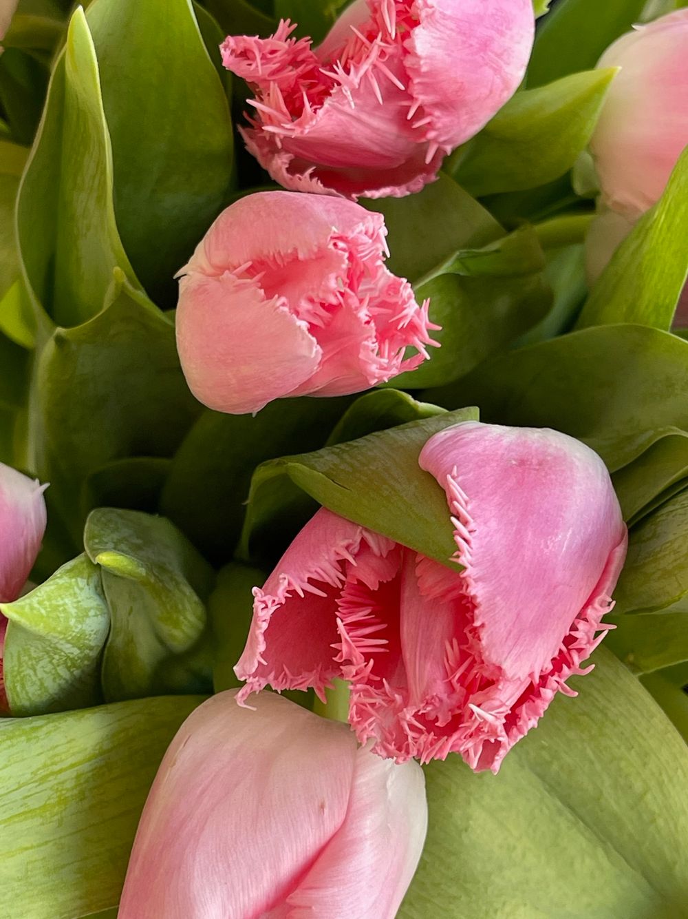 Тюльпаны кружевные - ярко-розовый цвет