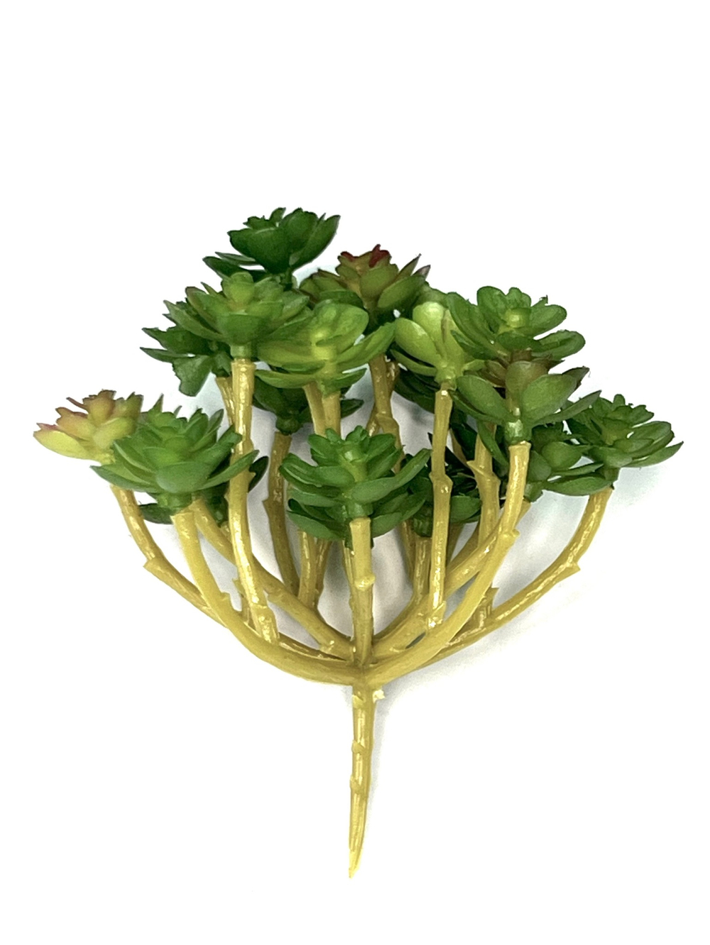 Суккулент 105 зеленый