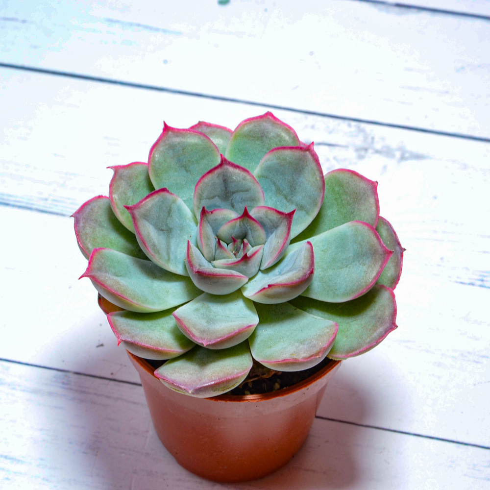 Echeveria Mystery (Эхеверия)