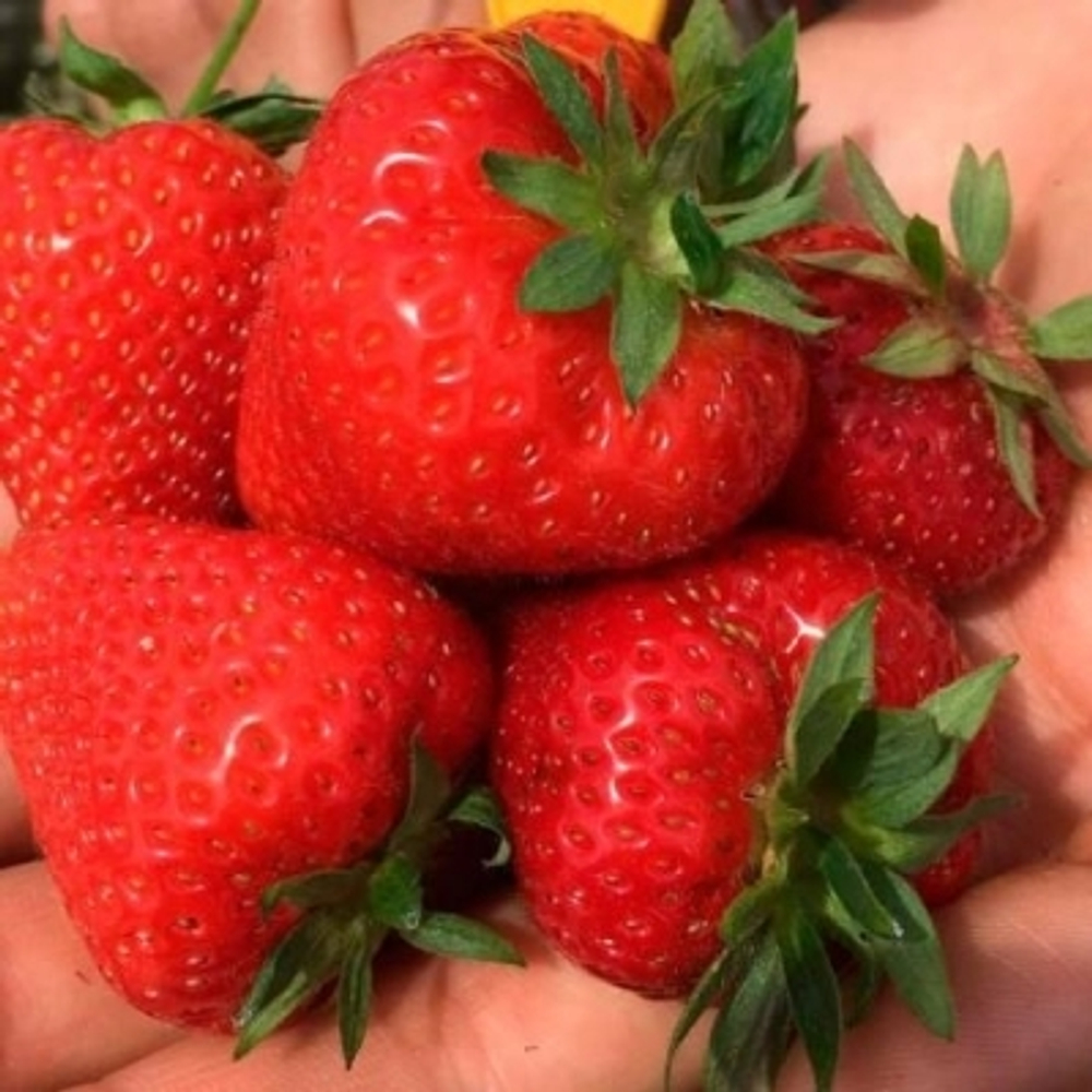 Клубника 🍓 "Априка"