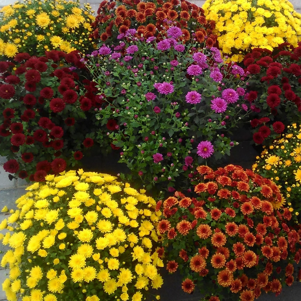 Хризантема микс