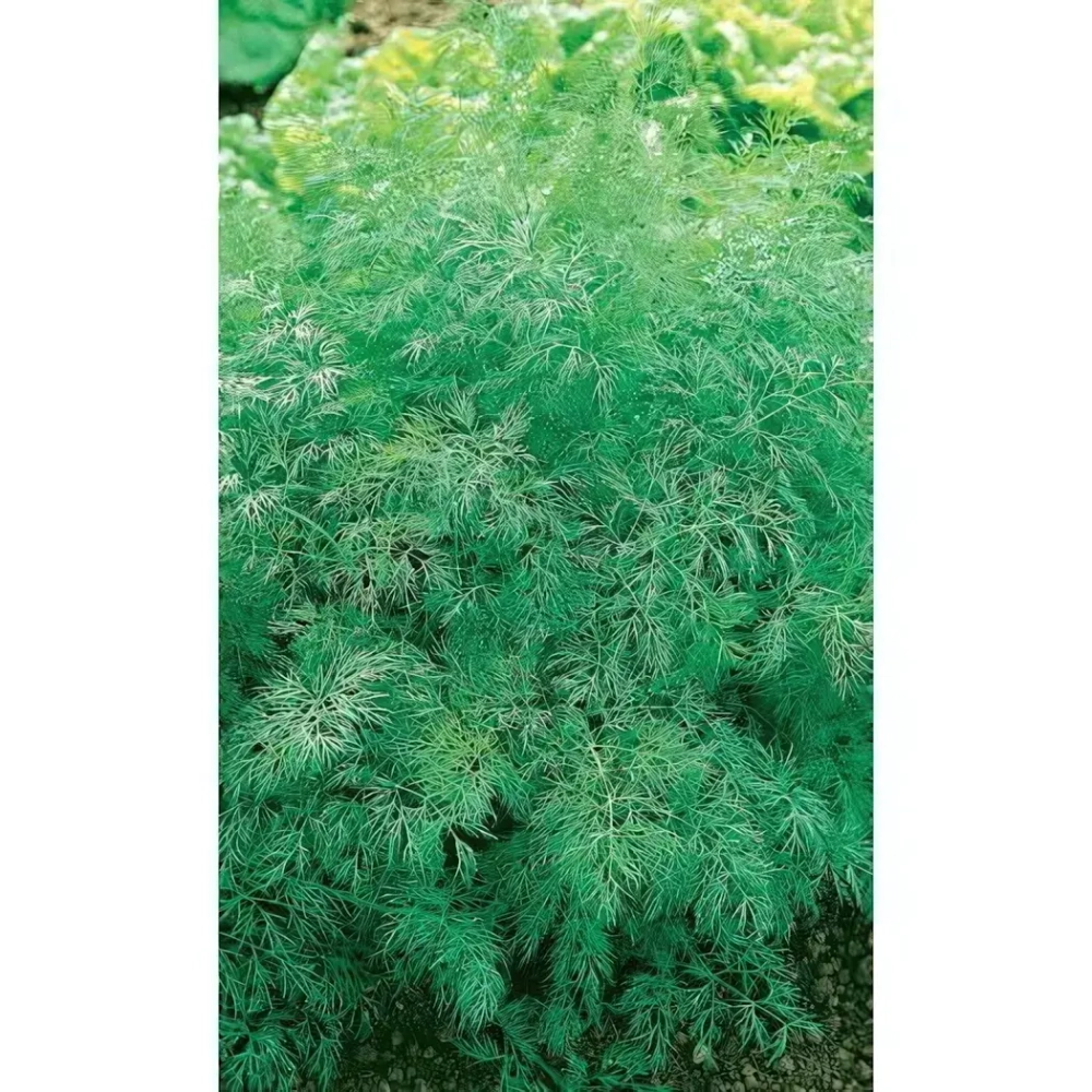 Семена Укроп Мамонтовый (УД) Е/П