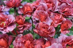 Хот Шоколад (Hot Chocolate)