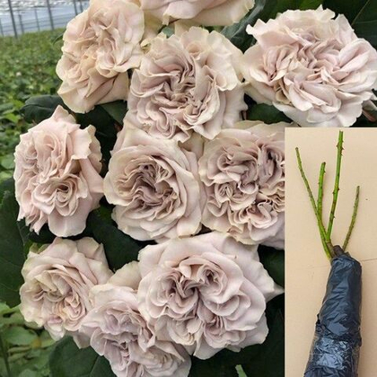 Роза Вестминстерское Аббатство чайно-гибридная саженец с ОКС.