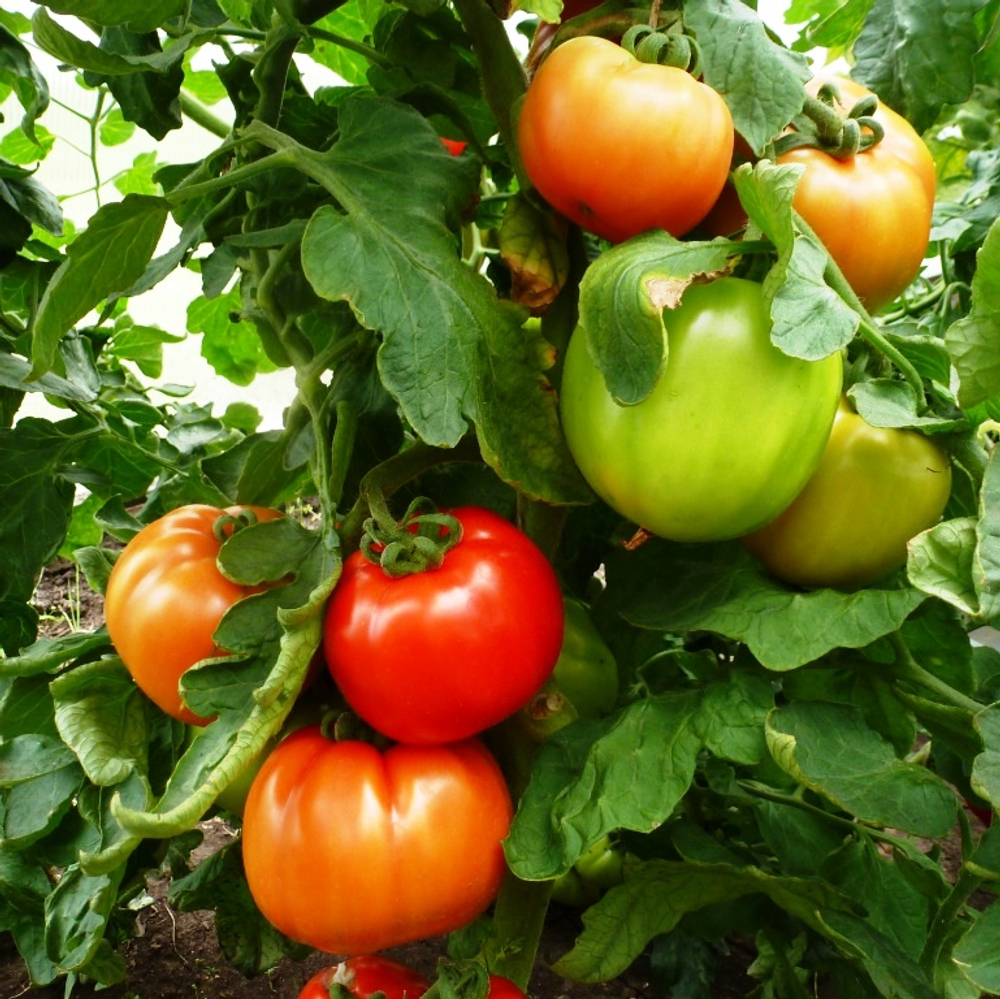 Помидоры – Горский Красный