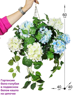 Гортензия бело-голубая 60см в подвесном белом кашпо на цепочке