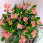 Эуфорбия Миля карликовая CHOMPHU TIP