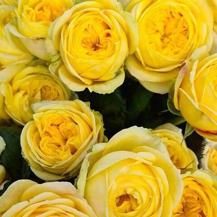 Кассандра (Cassandra)