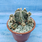 Astrophytum Myriostigma "Hakujo Fukuryu"  (Астрофитум)