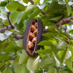 Афцелия ксилокарпа – Afzelia xylocarpa