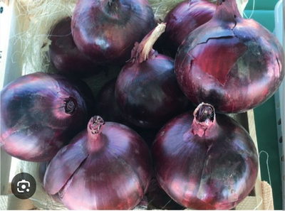 Лук репчетый Таннат F1 250000 - Tannat F1 семян