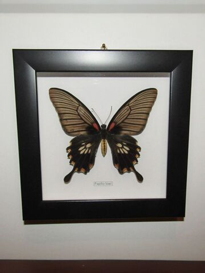 Бабочка Papilio lowi самка в рамке