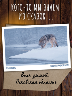 Моя Россия. Звери