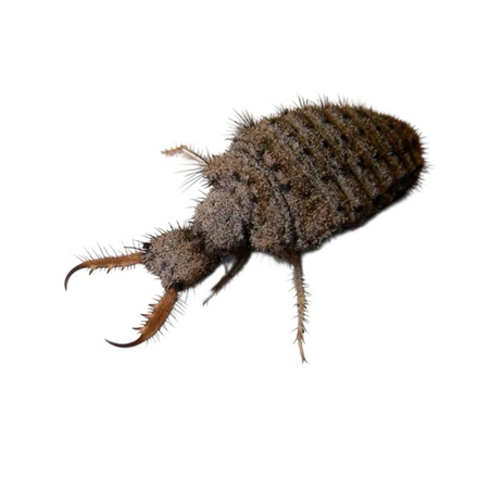 Муравьиный лев (Myrmeleon formicarius)
