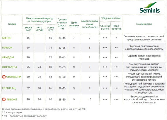 Гивонт F1 семена капусты цветной (Seminis / Семинис) таблица – фото 6